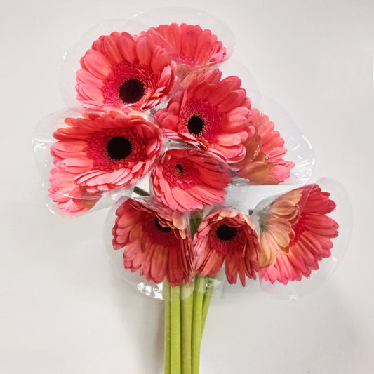 Gerbera - Darker Pink