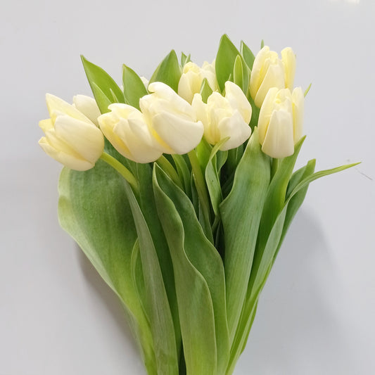 Tulip - Cream