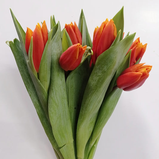 Tulip - Brownish Orange