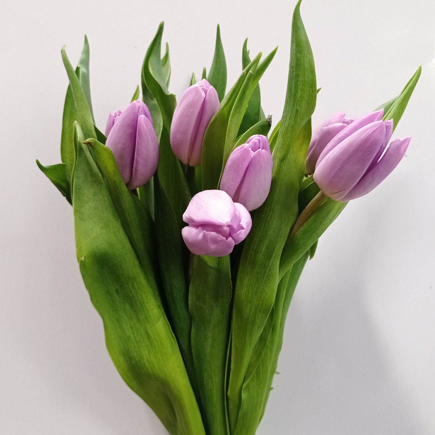 Tulip - Lilac