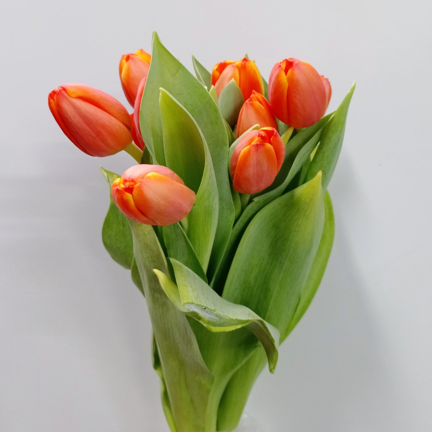 Tulip - 2 Tone Orange