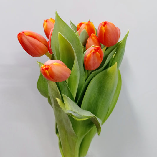 Tulip - 2 Tone Orange