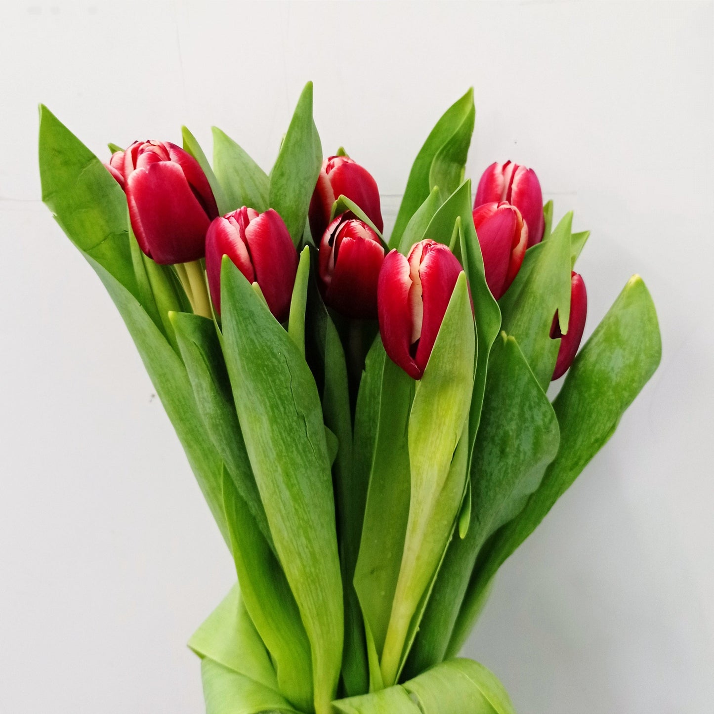 Tulip - 2 Tone Red White