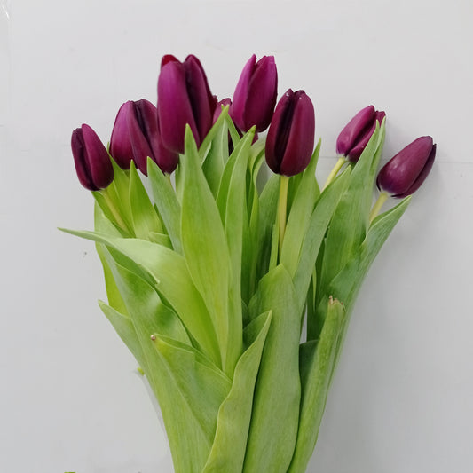 Tulip - Dark Purple