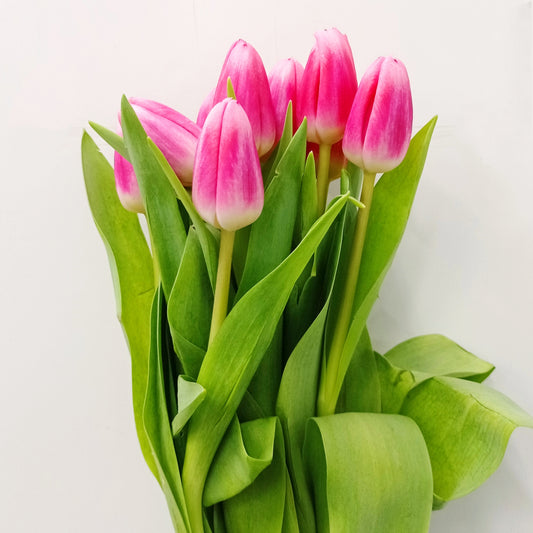 Tulip - 2 Tone Pink White