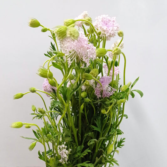 Trachymene Coerulea (Imported) - Light Pink