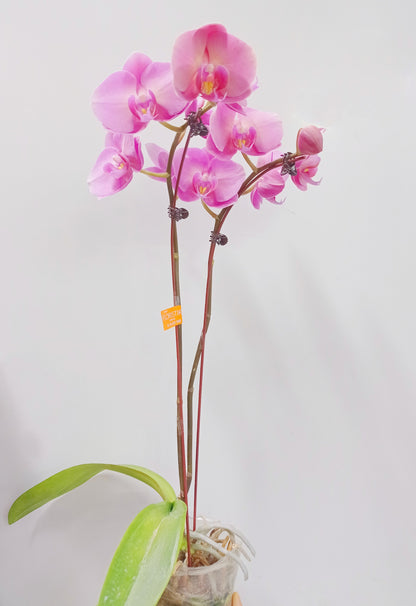 Pot Phalaenopsis Twin Stem A  - Mix *Without Pot*