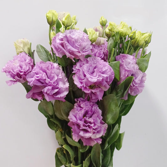 Eustoma - Light Purple