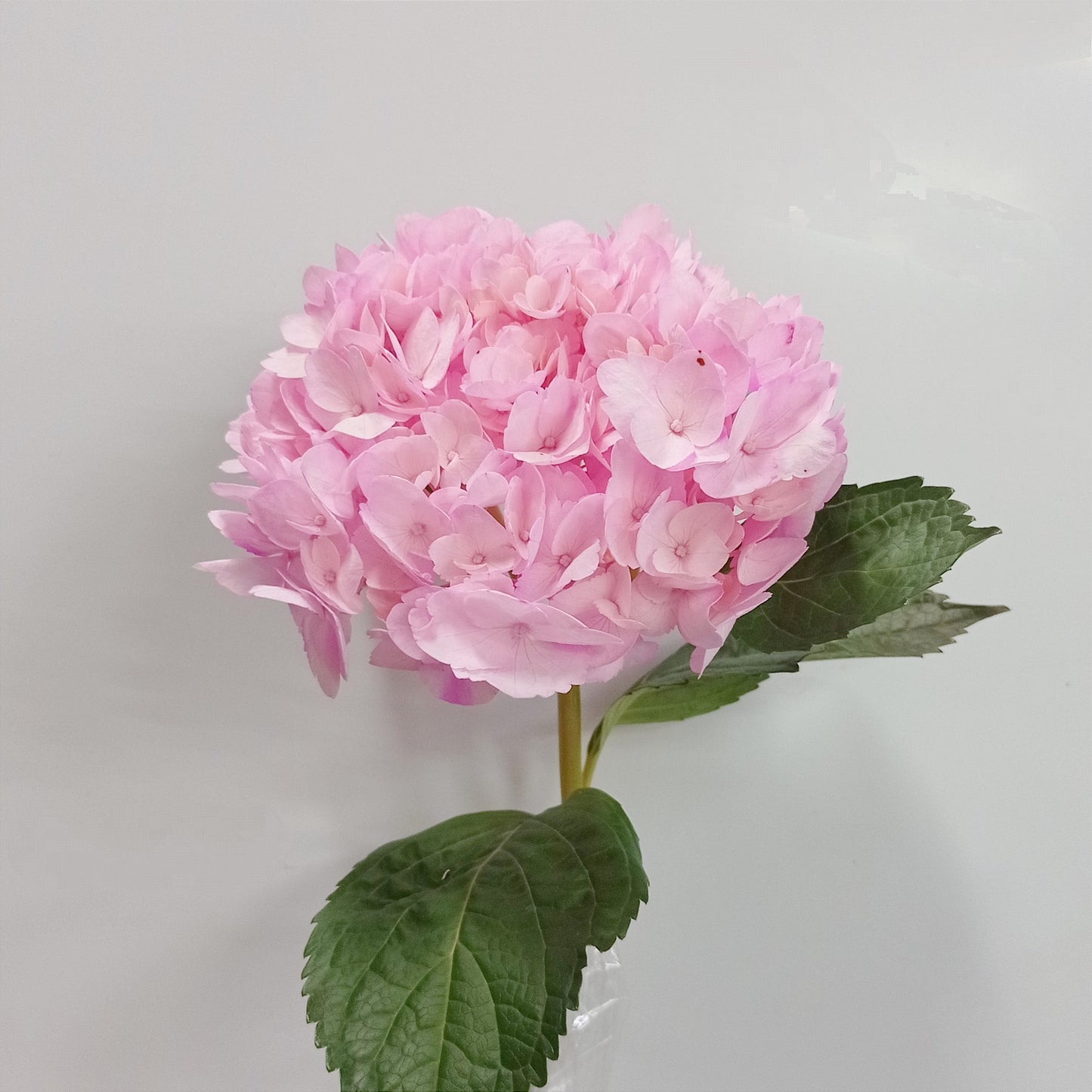 Hydrangea - Pink