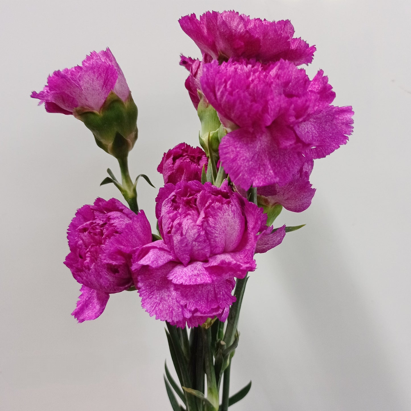 Carnation - Dark Bright Purple