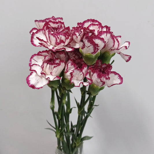 Carnation - 2 Tone White Dark Purple