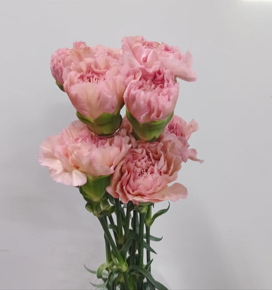 Carnation- Dusty Pink