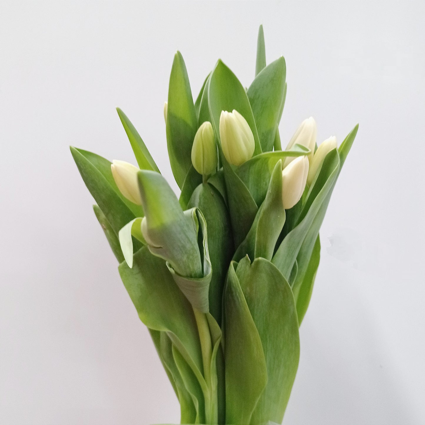 Tulip - Green