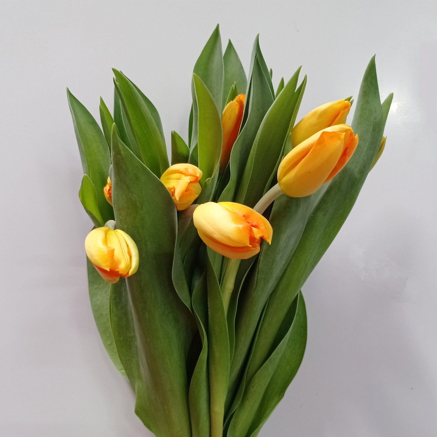 Tulip - Yellow Mustard