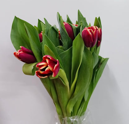 Tulip - 2 Tone Dark Red