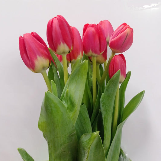 Tulip - Red