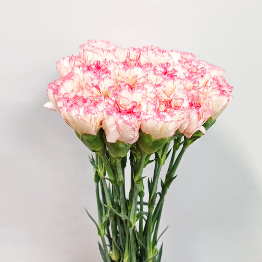 Carnations - 2 Tone White Pink