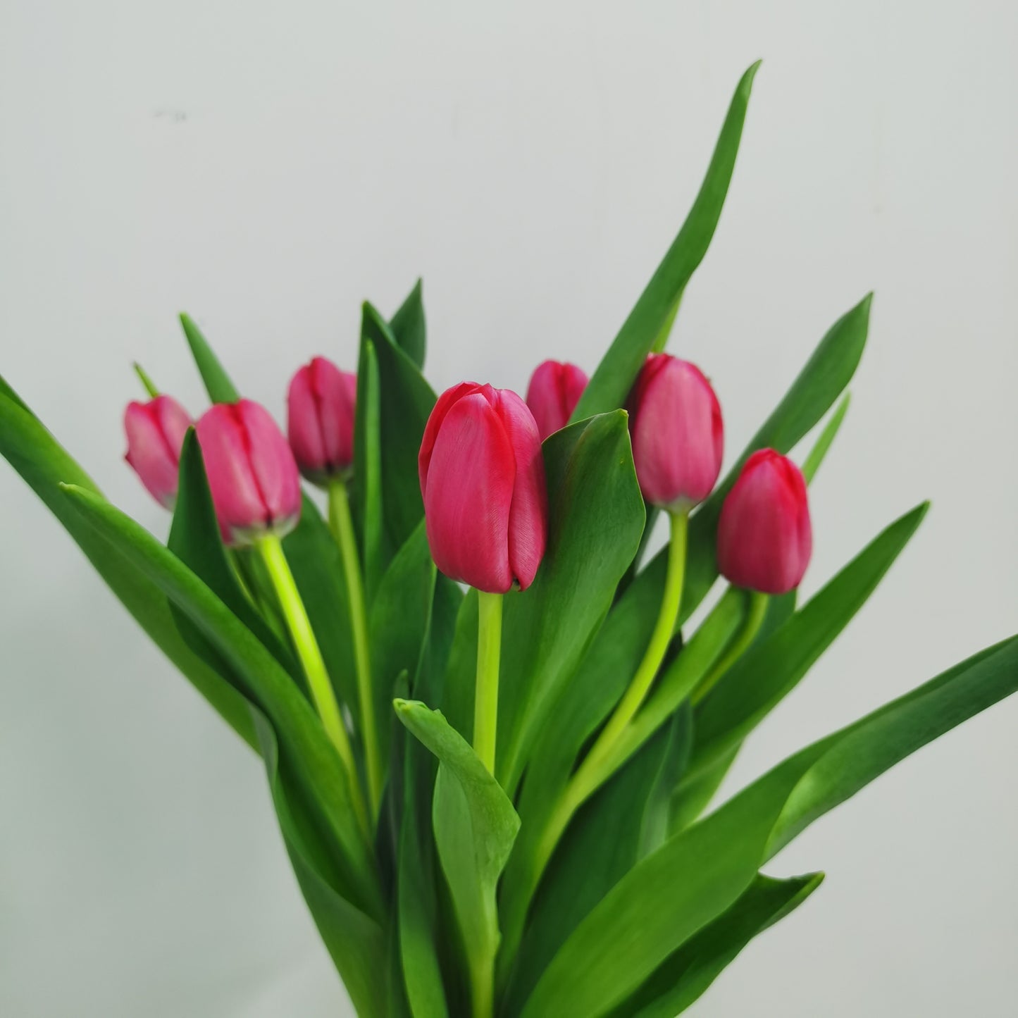 Tulip - Cherry Red