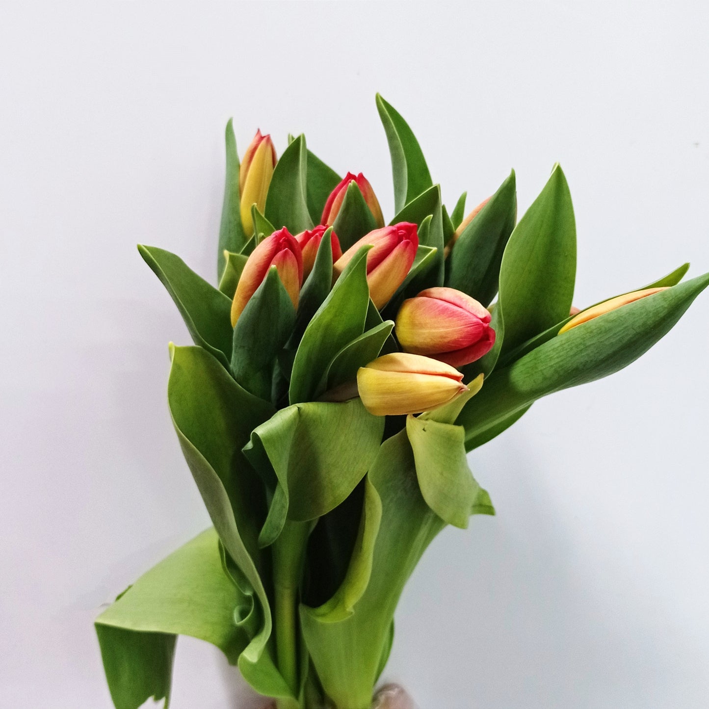 Tulip - 2 Tone Orange Red