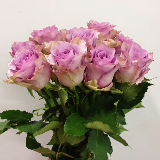 Rose 40cm   -  Purple