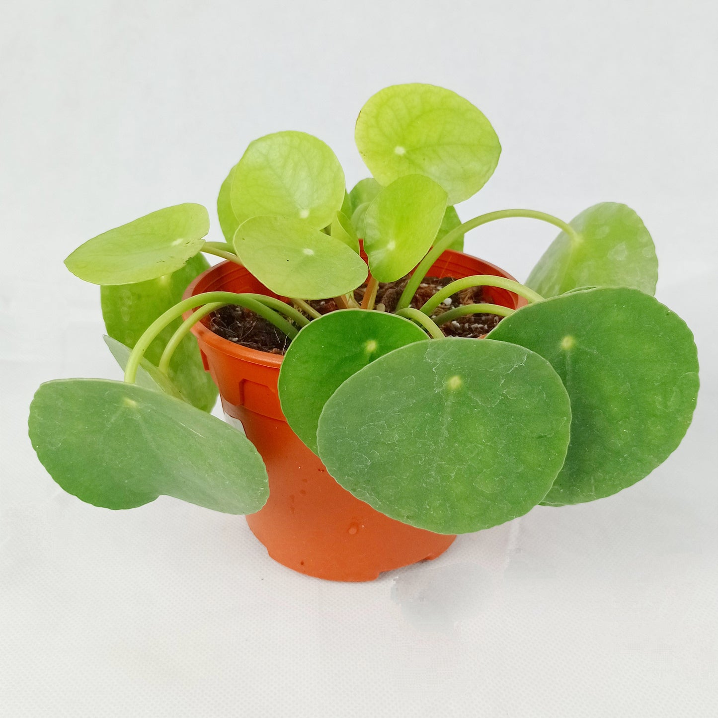 Pot Pilea Peperomioides- Green