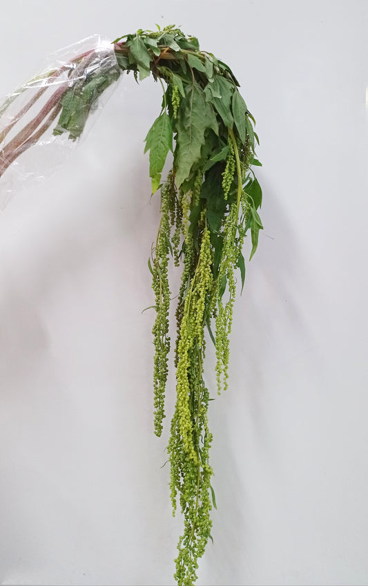 Amaranthus - Green