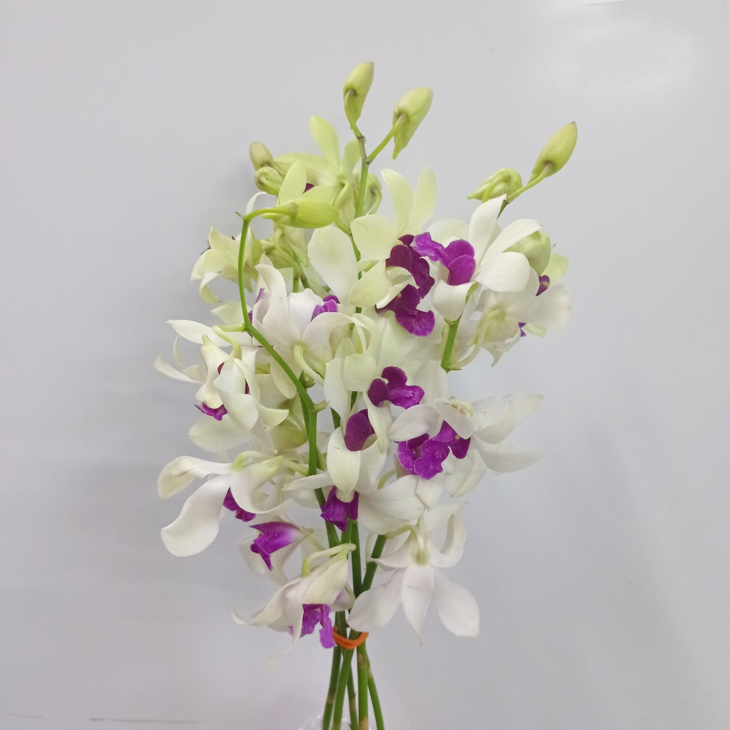 Orchid - 2 Tone White Purple