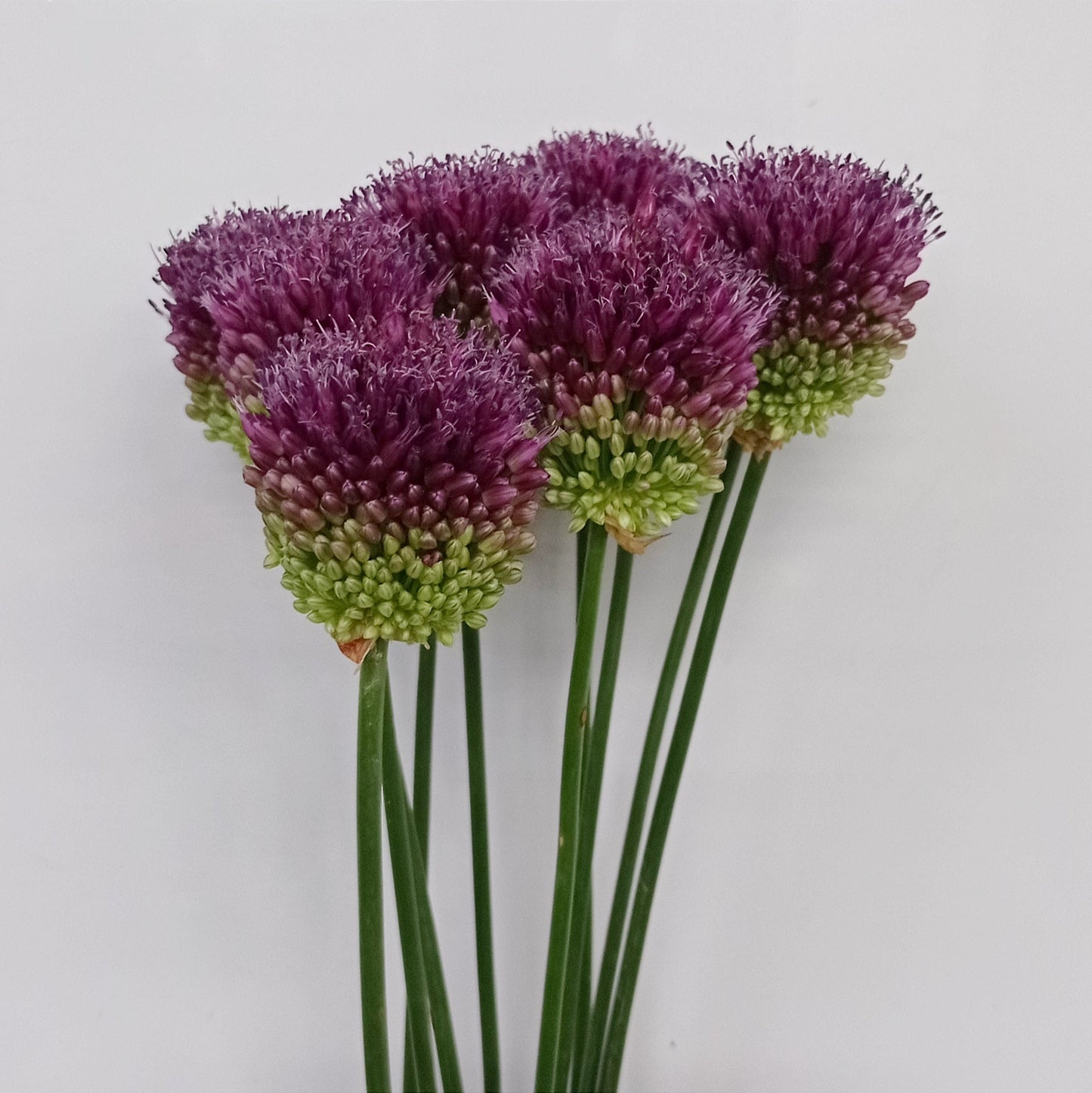 Allium Bullit - Purple (5 Stems)