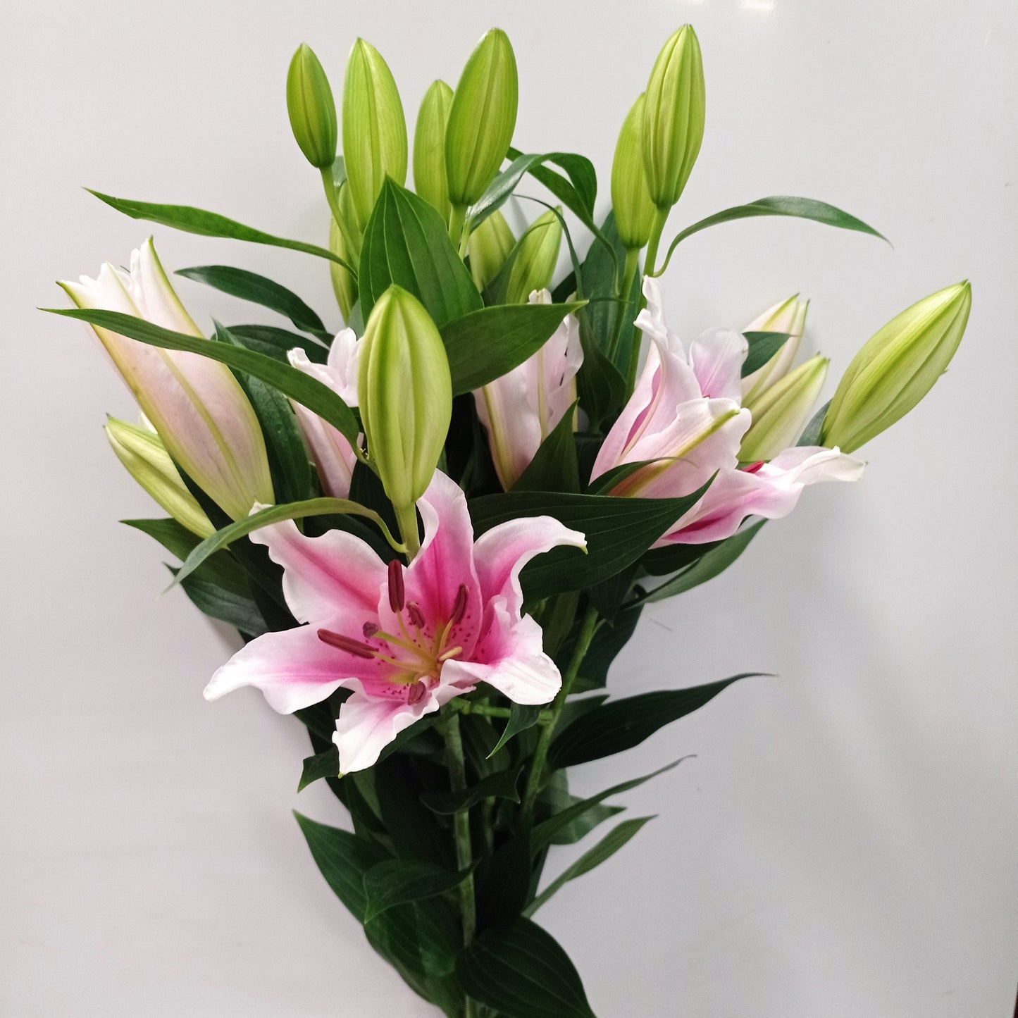 Lily - Oriental Sorbone Light Pink