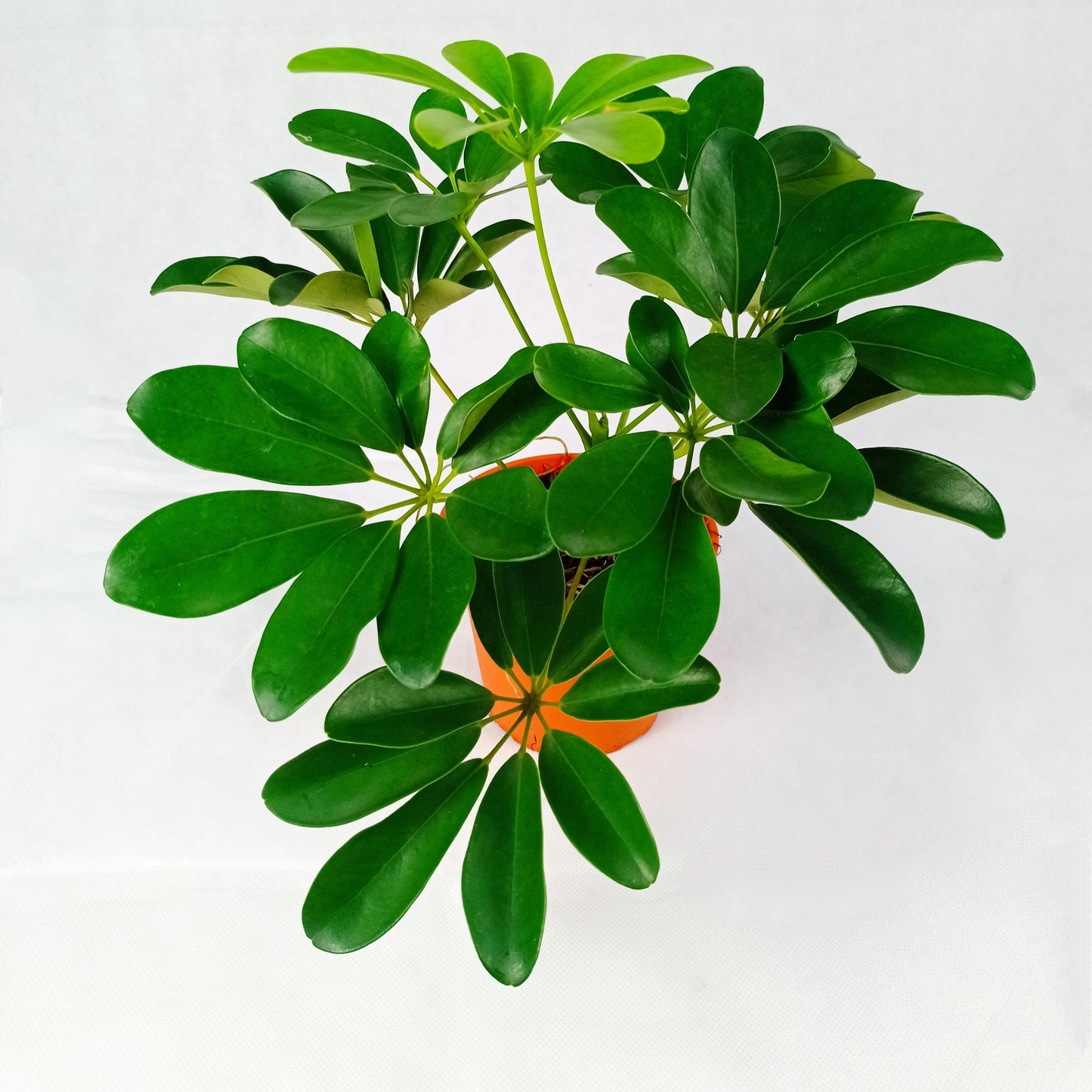 Schefflera (P110)