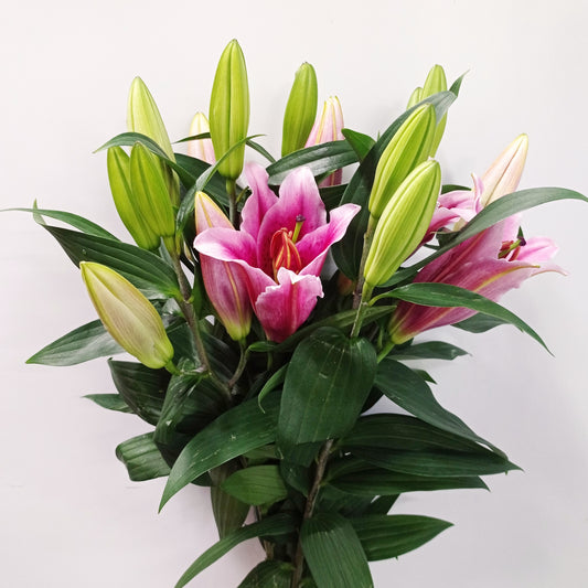 Lily - Oriental Calvados Pink