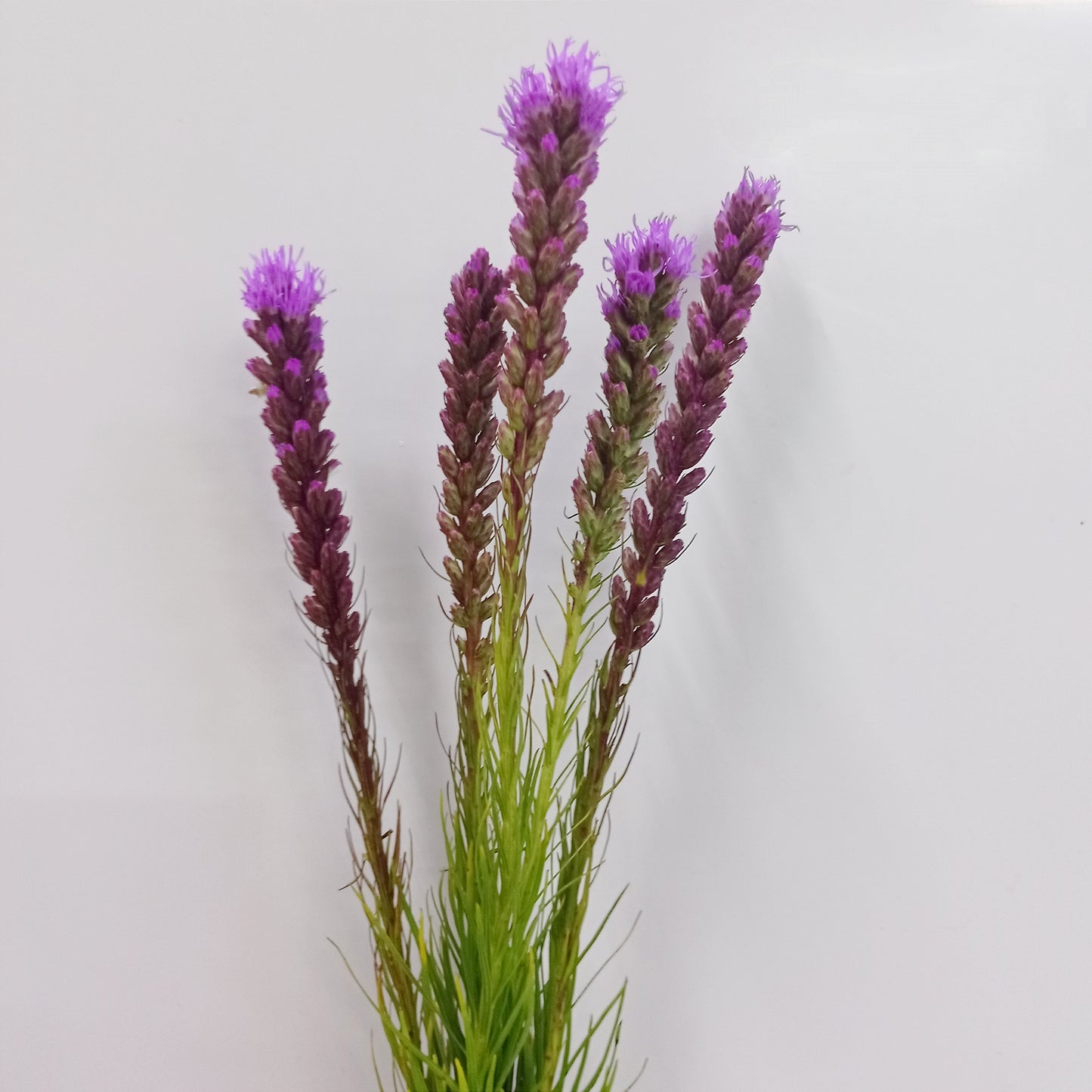 Liatris Spicata - Purple (5 Stems)