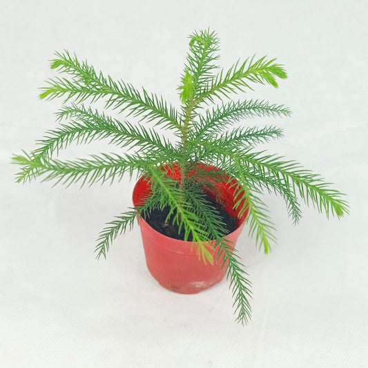 Pot Araucaria P90  - Green