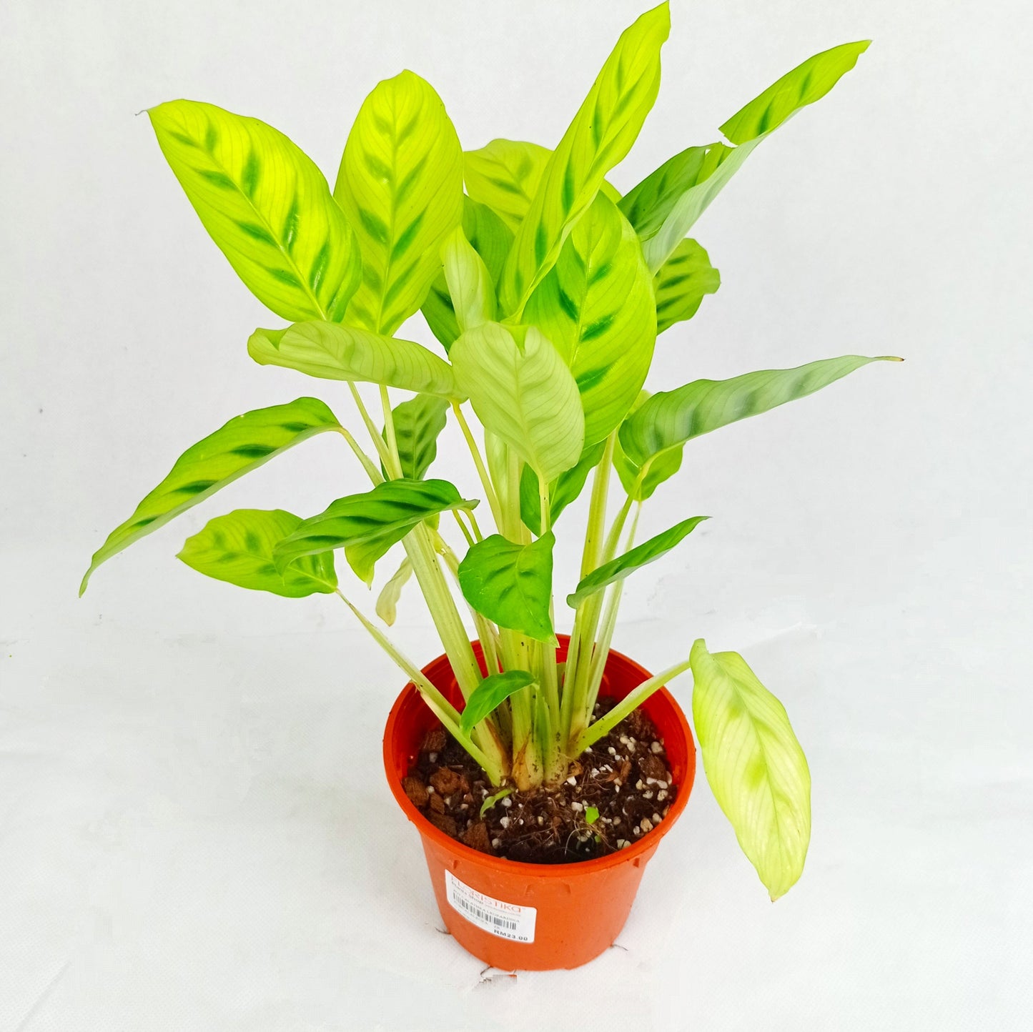 Pot Calathea Leopardina  2 Tone Green