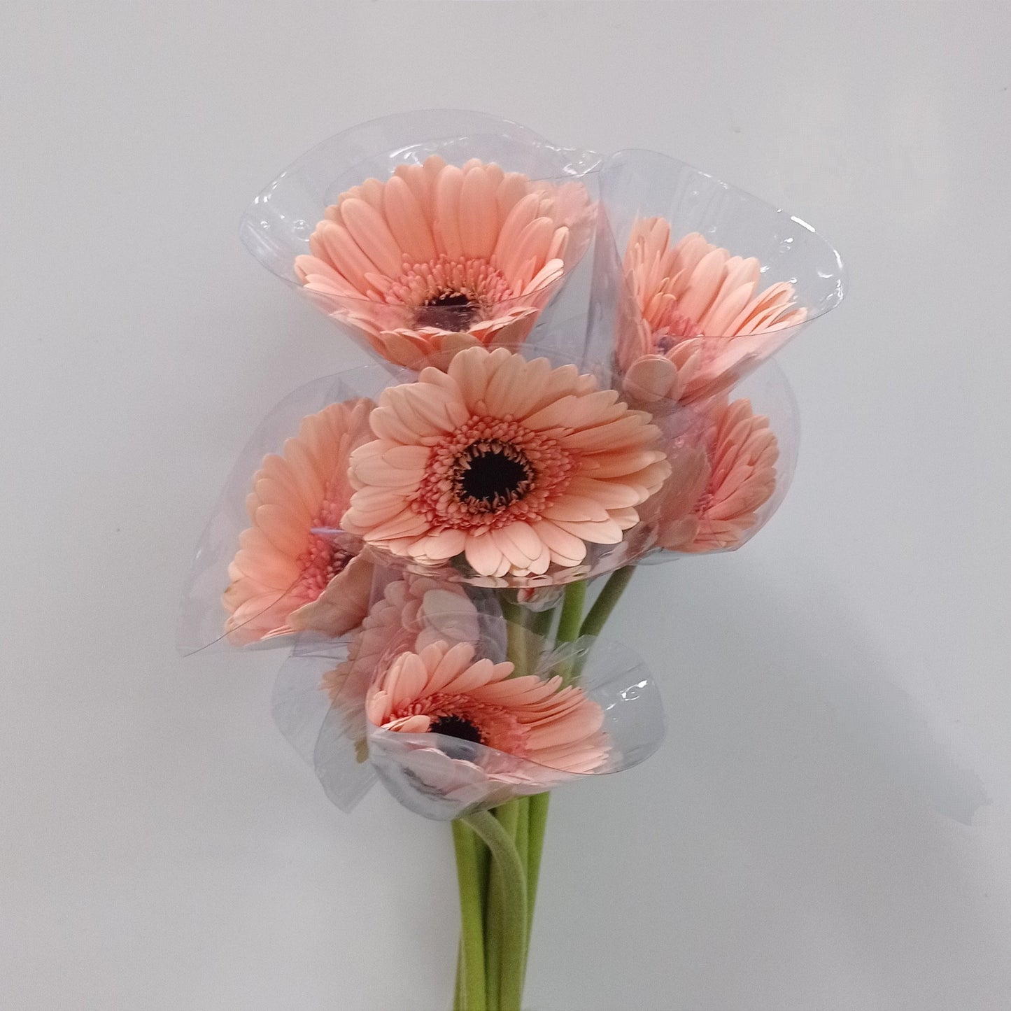 Gerbera - Soft Peach