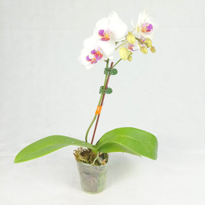 Pot Phalaenopsis Mini (Imported) - Mix