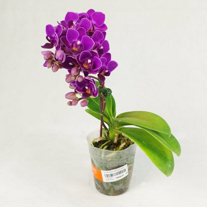 Pot Phalaenopsis Mini (Imported) - Mix