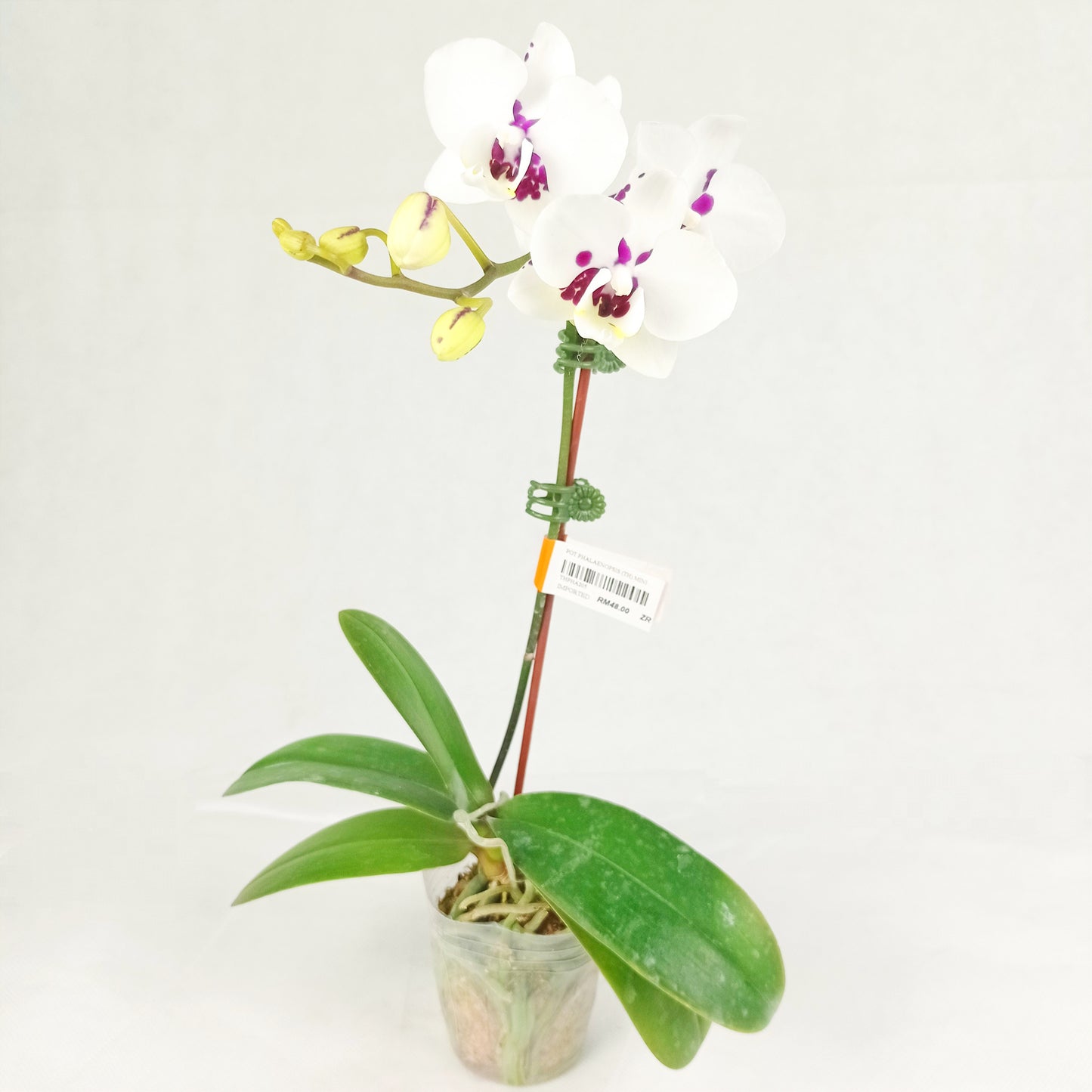 Pot Phalaenopsis Mini (Imported) - Mix