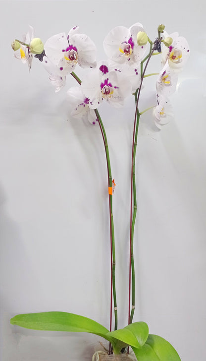 Pot Phalaenopsis Twin Stem A  - Mix *Without Pot*