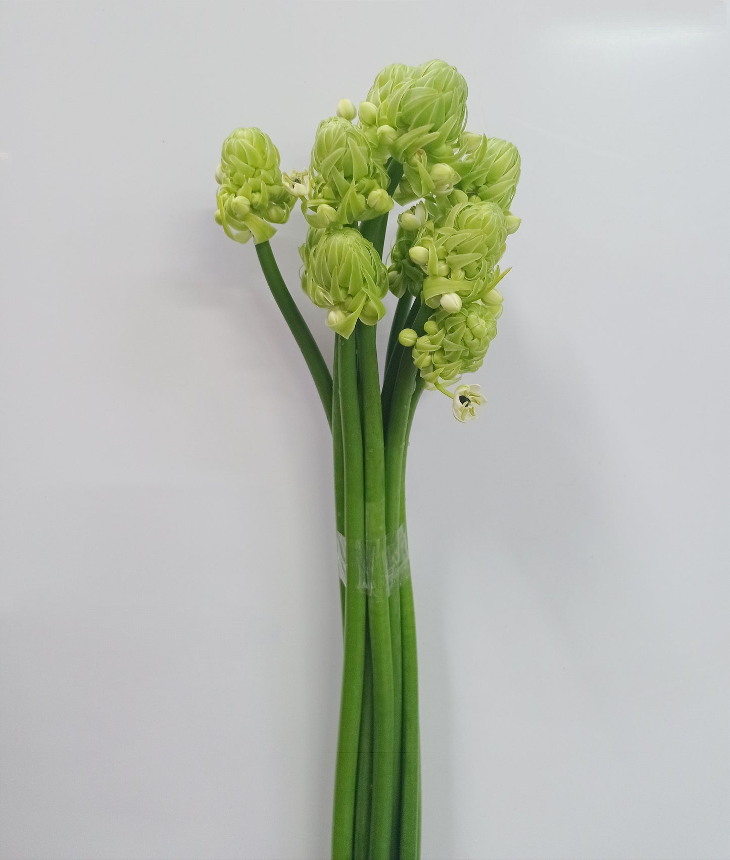 Ornithogalum  - Green