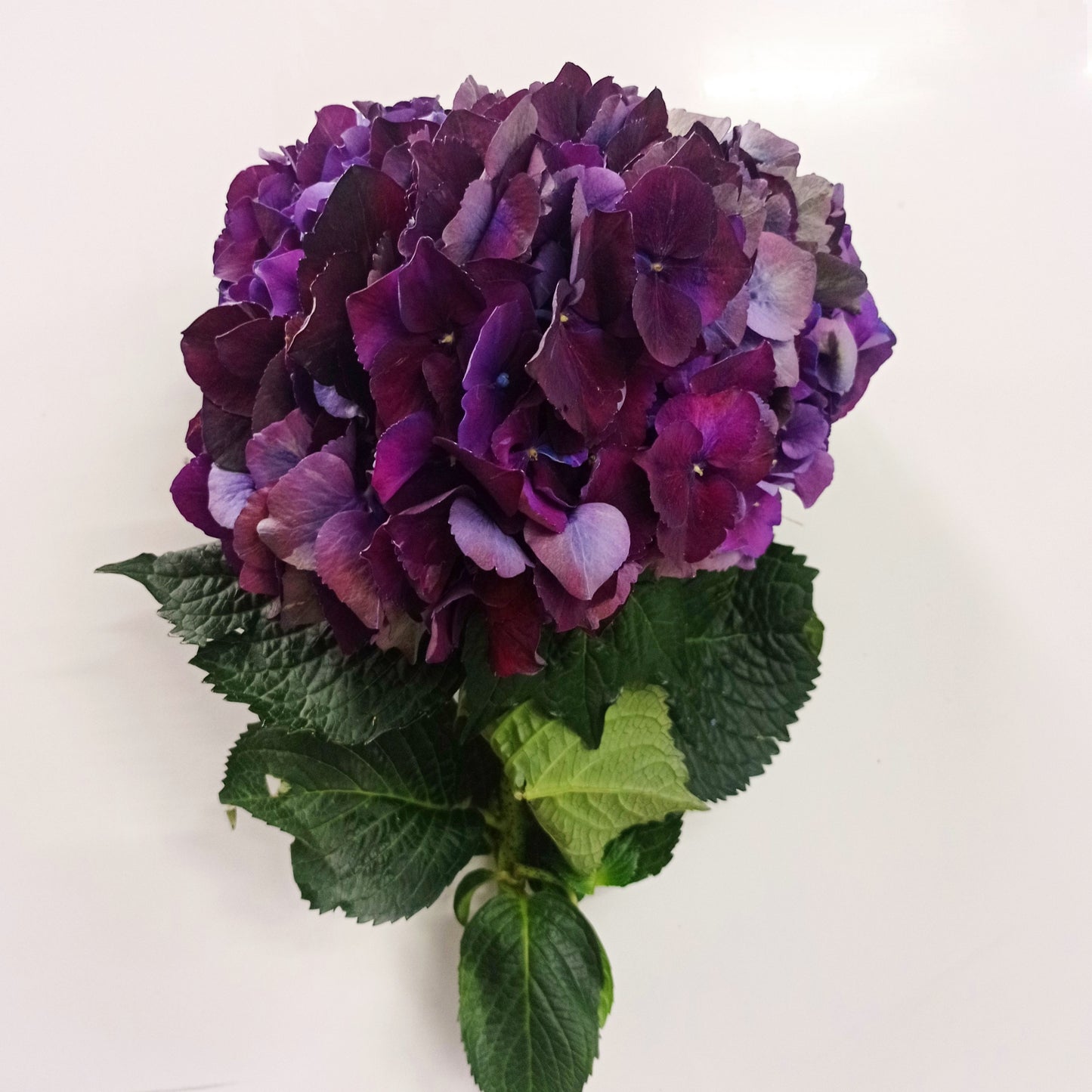 Hydrangea Magical Purple   - Purple