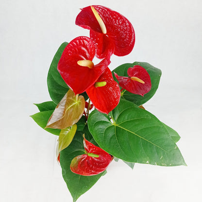 Pot Anthurium P170  - Red