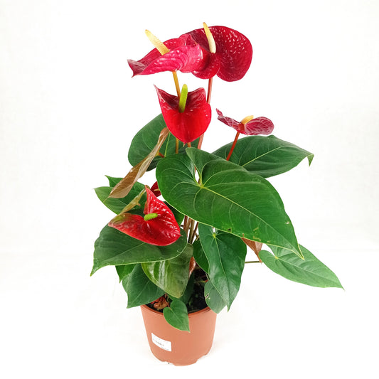 Pot Anthurium P170  - Red