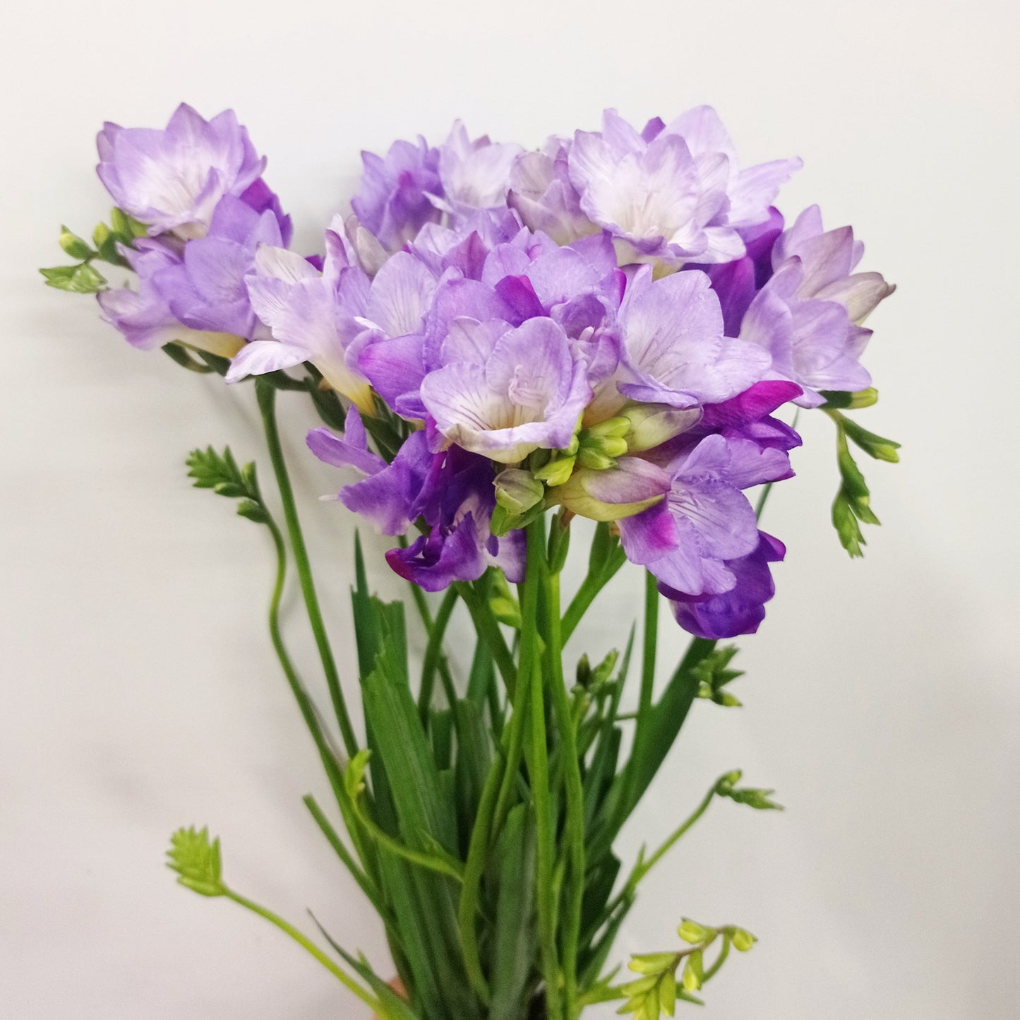 Freesia - Purple