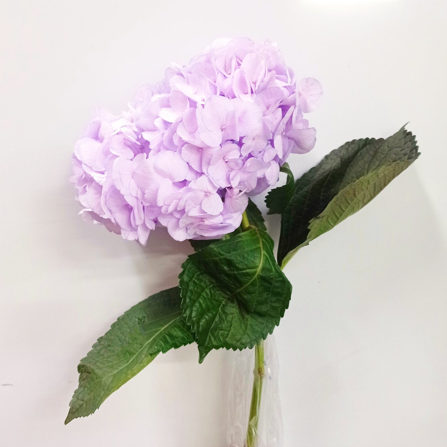 Hydrangea - Lilac