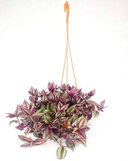 Pot Tradescantia Hanging  - 2 Tone Purple Green