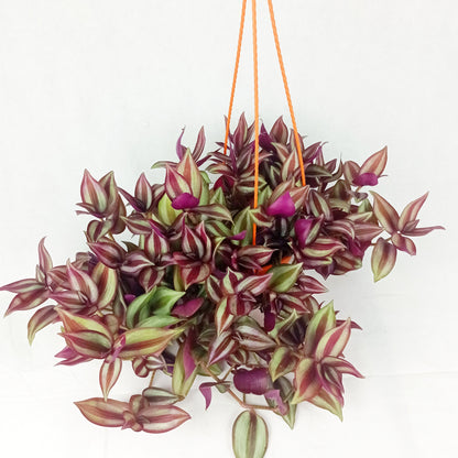 Pot Tradescantia Hanging  - 2 Tone Purple Green