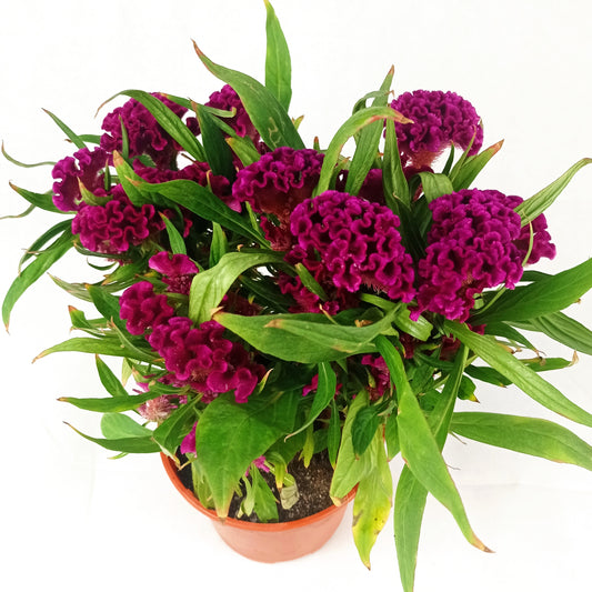 Pot Celosia P150 Miix