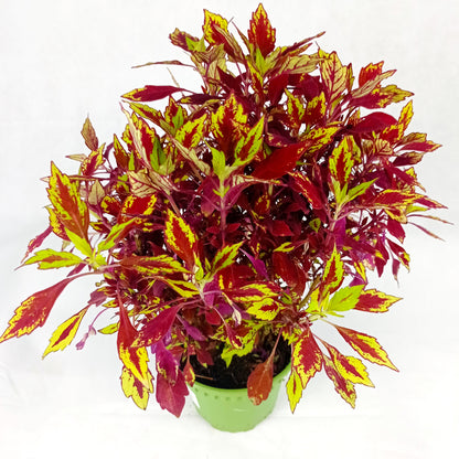 Pot Coleus P120- Mix