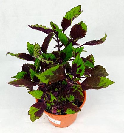 Pot Coleus P120- Mix